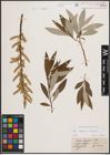 Foto von Salix caprea L. x Salix eleagnos Scop.